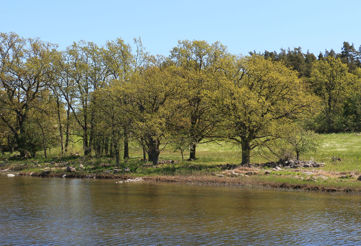 Foto: Stefan Svenaeus 2024