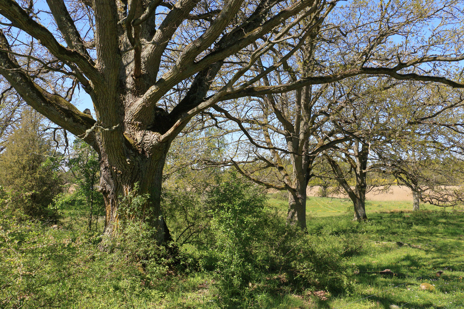 Foto: Stefan Svenaeus 2024